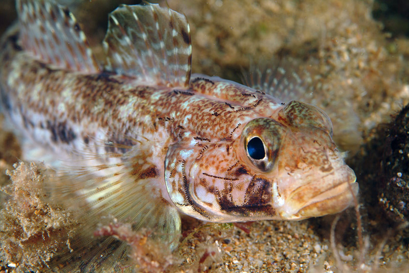 Gobius geniporus